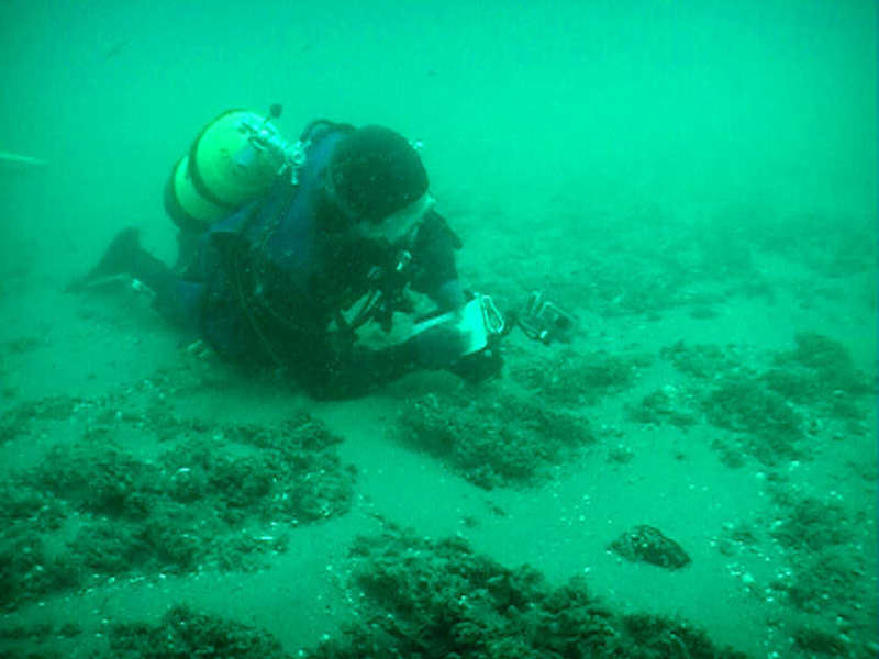 Modal: Diver surveying mounds of <i>Sabellaria</i>.