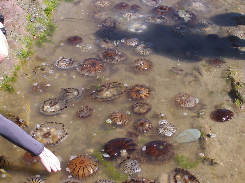 [chrhys_stranded]: The compass jellyfish <i>Chrysaora hysoscella</i> stranded at Cawsand beach, east Cornwall.