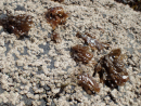 Porphyra umbilicalis