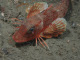 Chelidonichthys cuculus