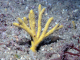 Raspailia (Clathriodendron) hispida