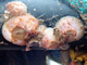  (<i>Hesperibalanus fallax</i>)