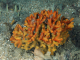 Stelligera stuposa