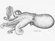 Image: Bathypolypus arcticus