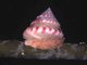 Calliostoma zizyphinum