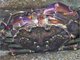 Carcinus maenas