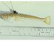 Echiichthys vipera