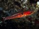 Gobiusculus flavescens