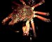  (<i>Hyas araneus</i>)