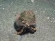 Hydractinia echinata