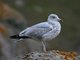 Larus argentatus