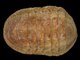 Leptochiton scabridus