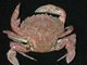 Liocarcinus corrugatus