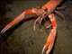 Nephrops norvegicus