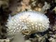 Onchidoris muricata