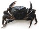  (<i>Pachygrapsus marmoratus</i>)