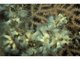 Parazoanthus anguicomus
