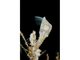  (<i>Scalpellum scalpellum</i>)