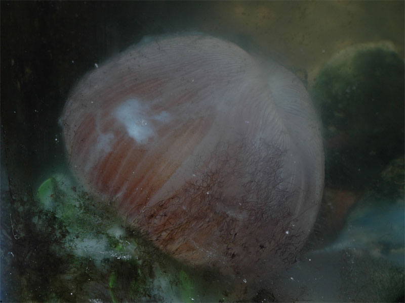 Image: Anthopleura ballii spawning