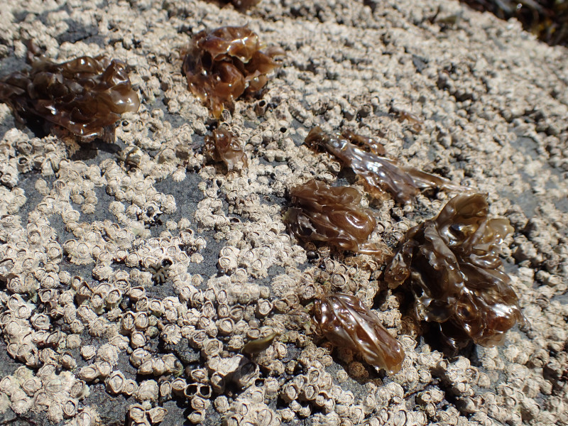 Porphyra umbilicalis amongst barnacles