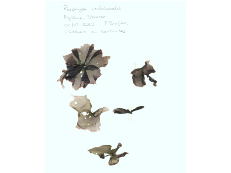 Porphyra umbilicalis collected from Skomer