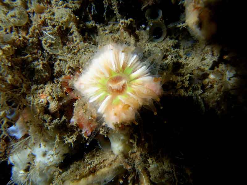 Caryophyllia smithii