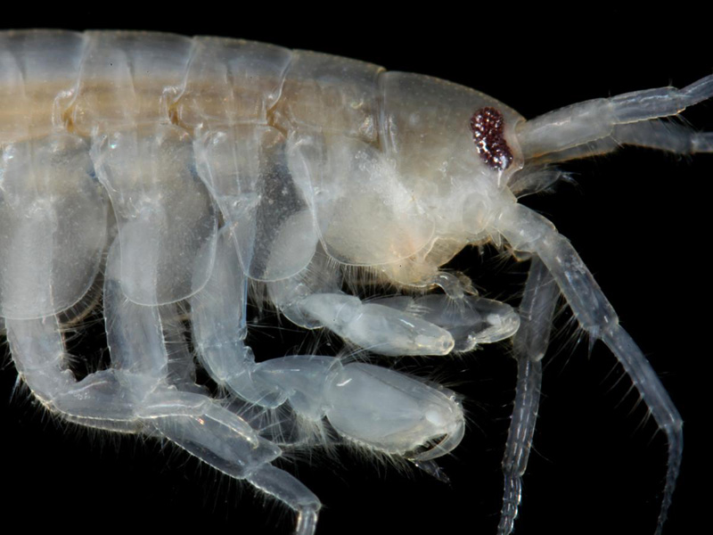 Head and gnathopods of Echinogammarus incertae sedis planicrurus