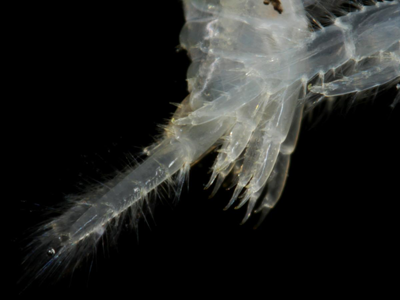 Uropods of Echinogammarus incertae sedis planicrurus