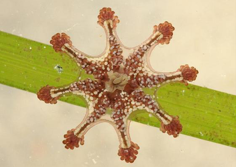Image: Calvadosia cruxmelitensis