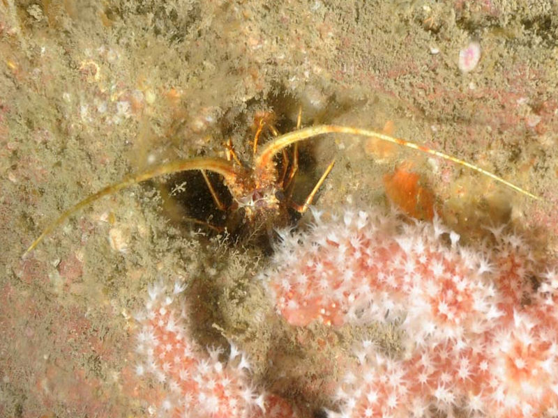 A juvenile crawfish emerging from its 'den'.