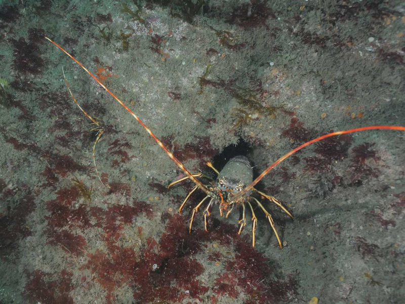 Crawfish emerging from crevice.