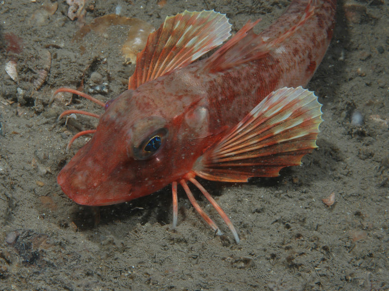 Image: The red gurnard Chelidonichthys cuculus