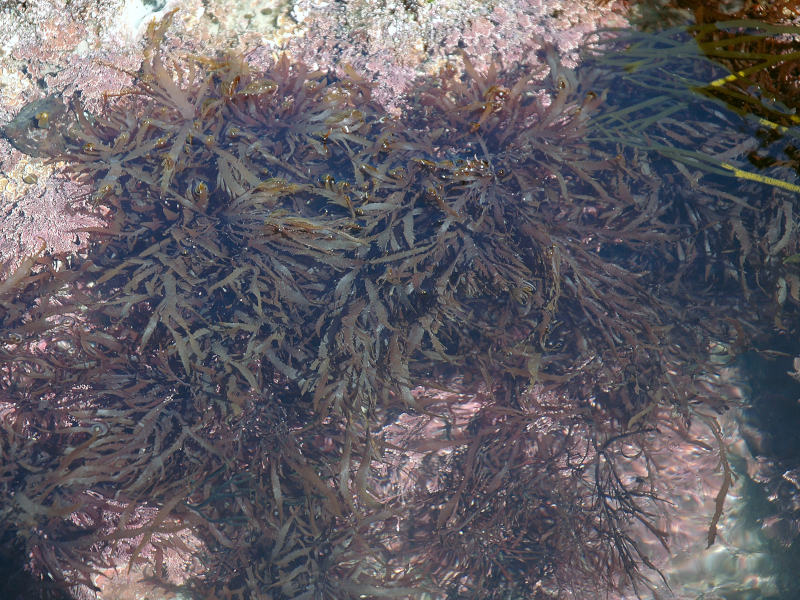 Calliblepharis jubata in rockpool