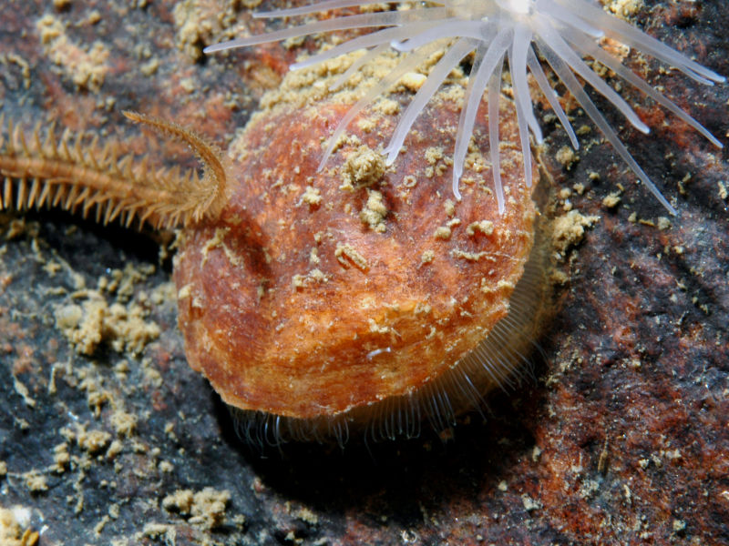 Novocrania anomala