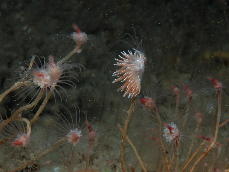 Fjordia browni on hydroids
