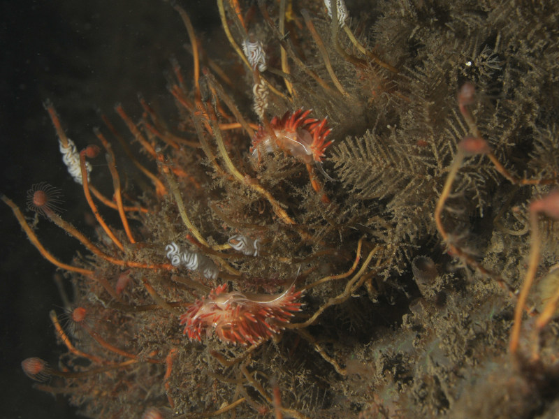 Fjordia lineata and egg masses on erect hydroids