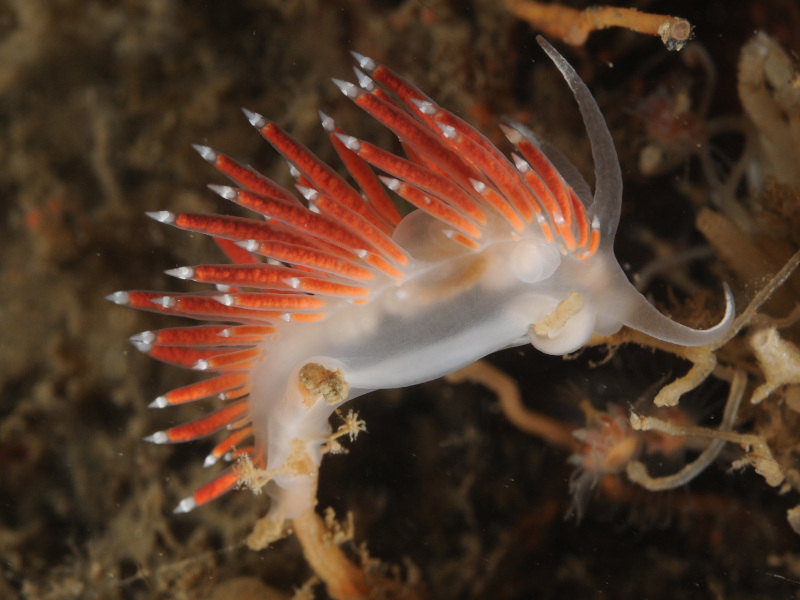 Fjordia lineata