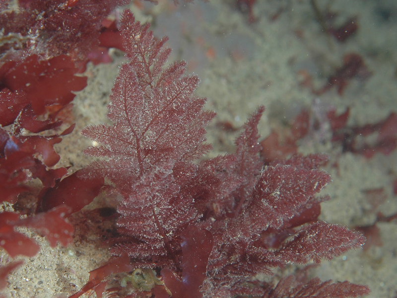 The siphoned feather weed Heterosiphonia plumosa in situ