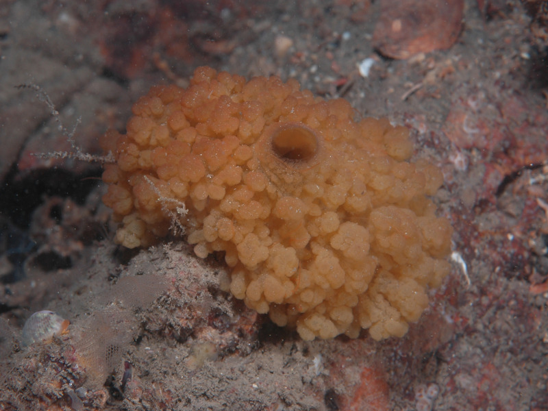 Image: The lobate fig sponge Oscarella lobularis with characteristic exhalent pore