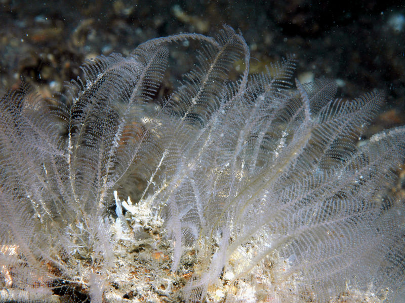 The glassy plume hydroid Plumularia setacea