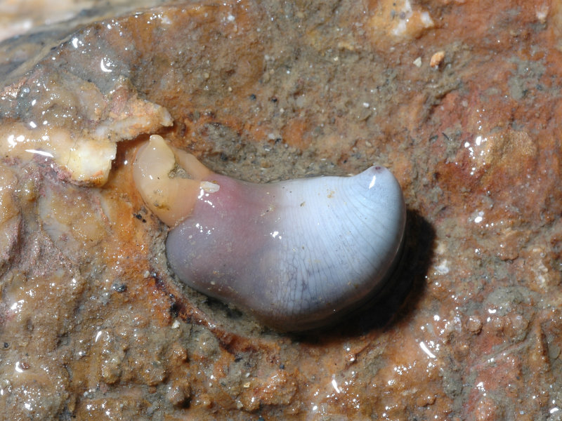 Gaertner’s spoon worm Thalassema thalassema