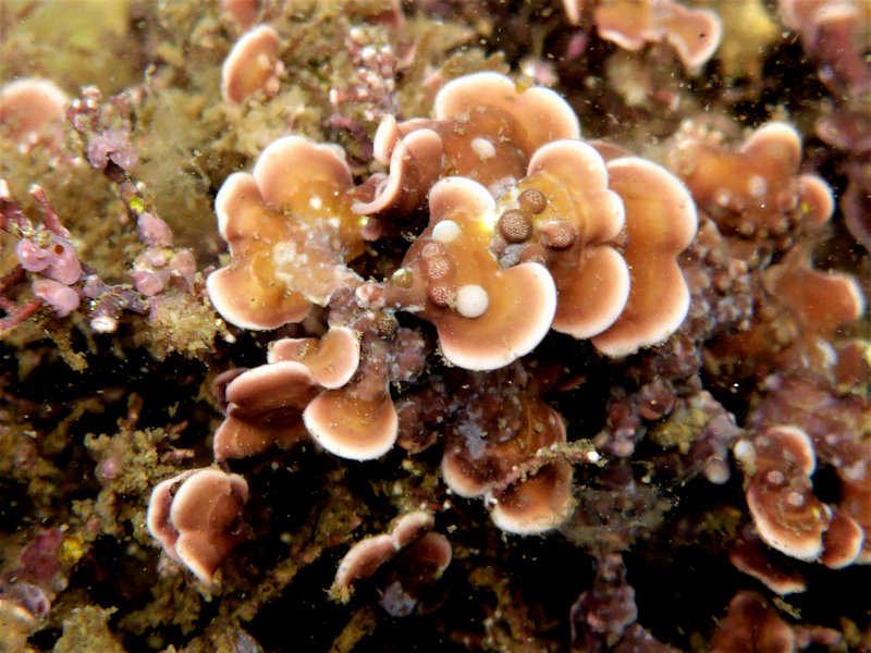 Close up of Mesophyllum lichenoides