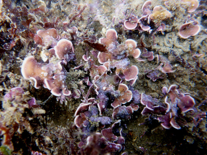 Mesophyllum lichenoides taken on Mt. Batten, Plymouth