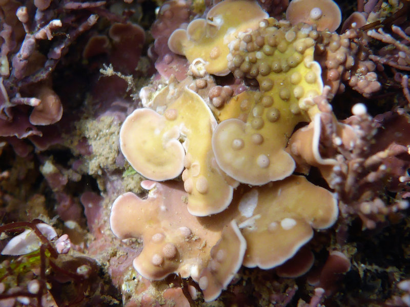 Mesophyllum lichenoides found in a shallow rockpool at Kingsand