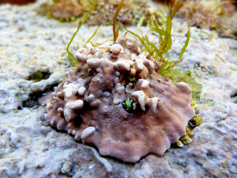 Mesophyllum lichenoides appearing to be forming over limpets in a rockpool at Kingsand