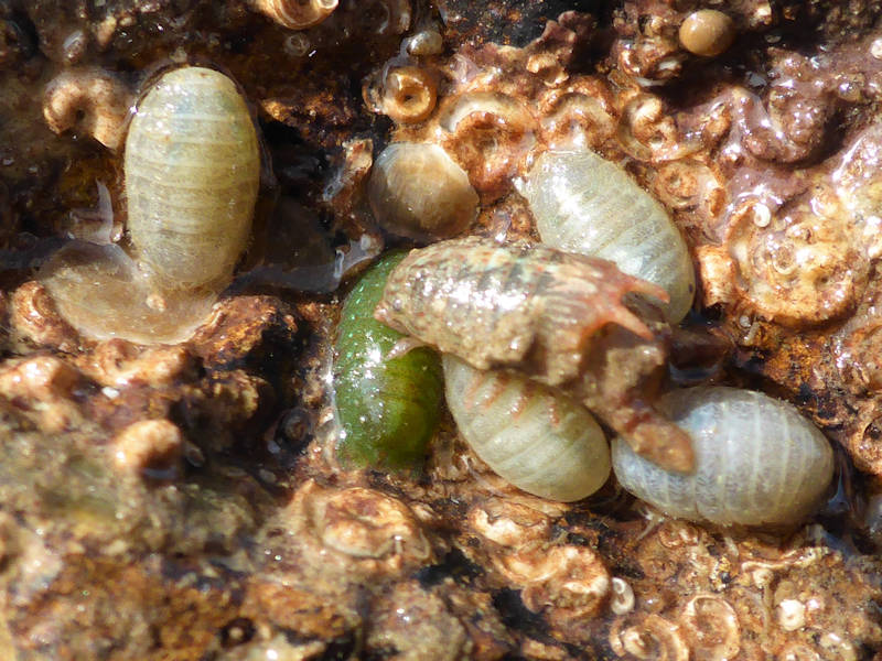 Male Dynamene bidentata on top of a female surrounded by other females