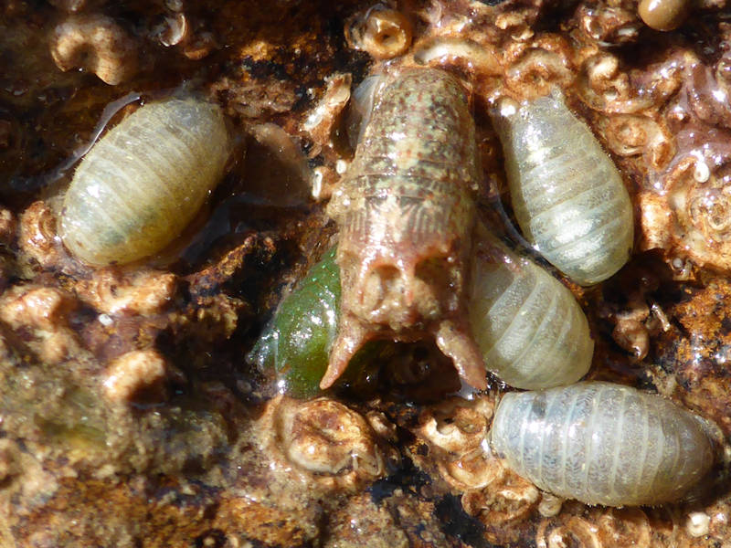 A male surrounded by five other females