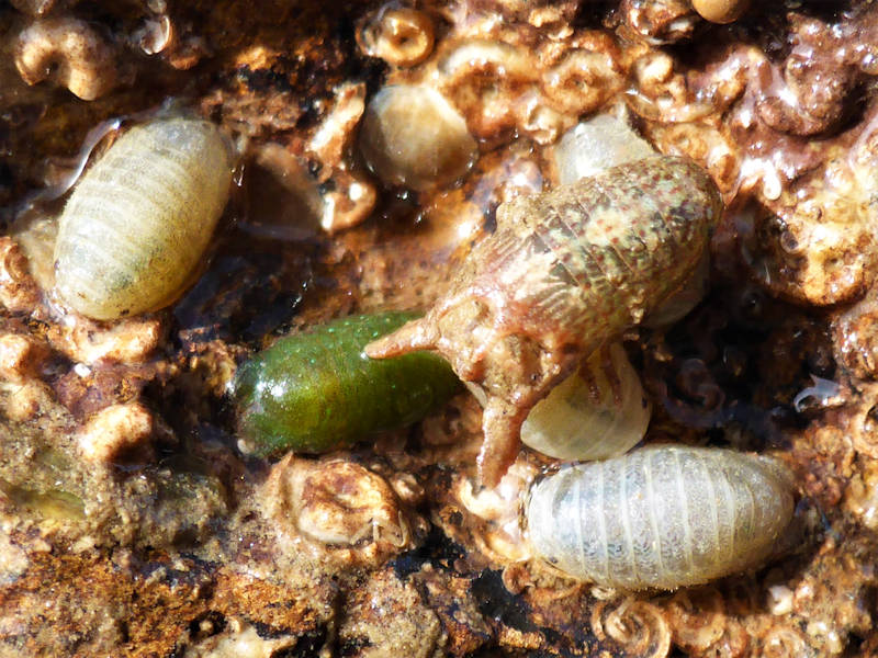 Male Dynamene bidentata surrounded by females