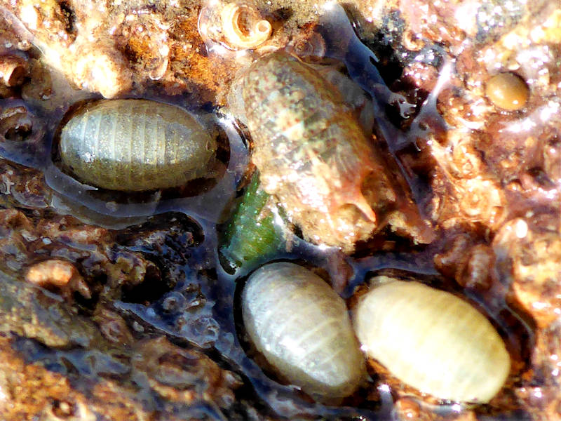 Male isopod surrounded by females