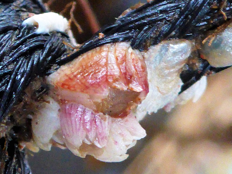 Close up of Hesperibalanus fallax found on a Lobster cage washed up at Paignton Beach. Ca. 3-5 mm across.